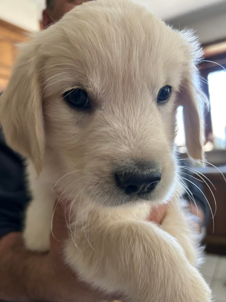 Mooi golden retriever puppy’s met stamboom, Dieren en Toebehoren, België, 8 tot 15 weken, Meerdere, Meerdere dieren