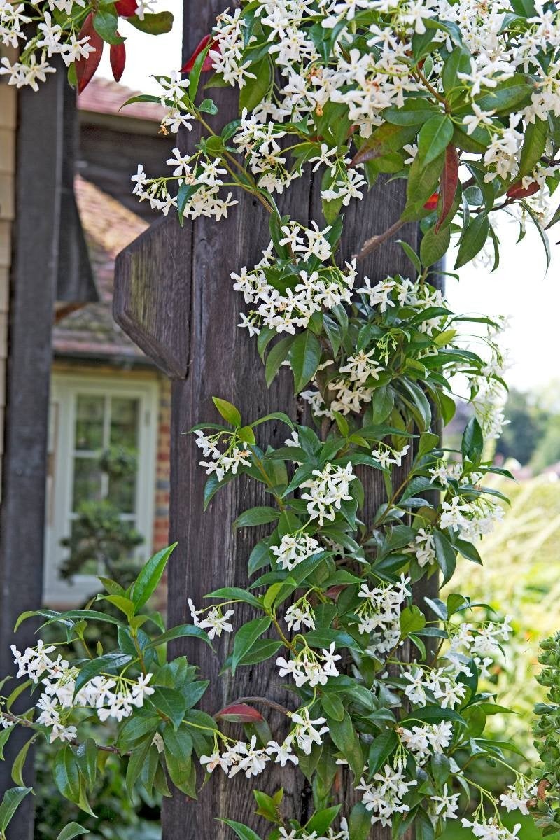 Toscaanse jasmijn op kader, Jardin & Terrasse, Plantes | Jardin, Plante fixe, Plantes grimpantes, Mi-ombre, Été, Enlèvement