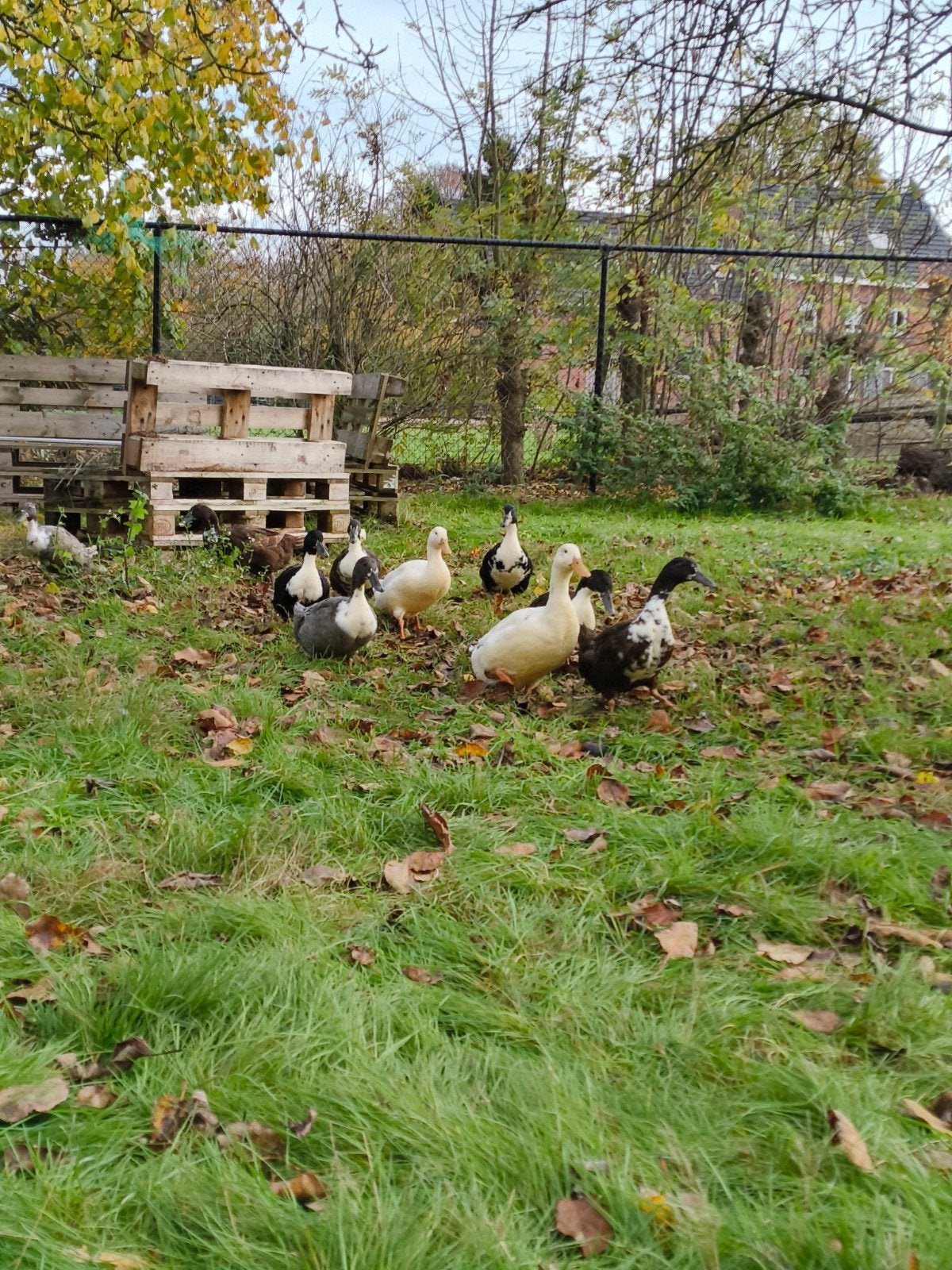 Huttegemse loopeenden, Dieren en Toebehoren, Pluimvee, Meerdere dieren, Eend