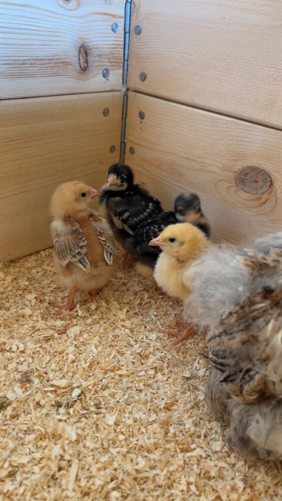 Poussins 100% poules