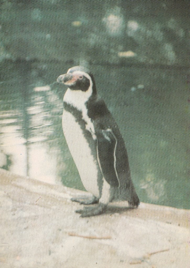 HUMBOLDT'S  PINGUIN, Verzenden, Ongelopen, Vogel