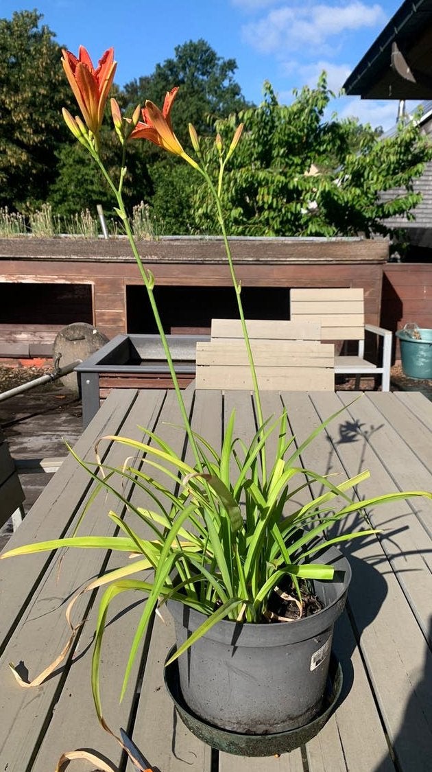 daglelie (Hemerocallis), een sterke, winterharde vaste plant, Tuin en Terras, Ophalen, Volle zon