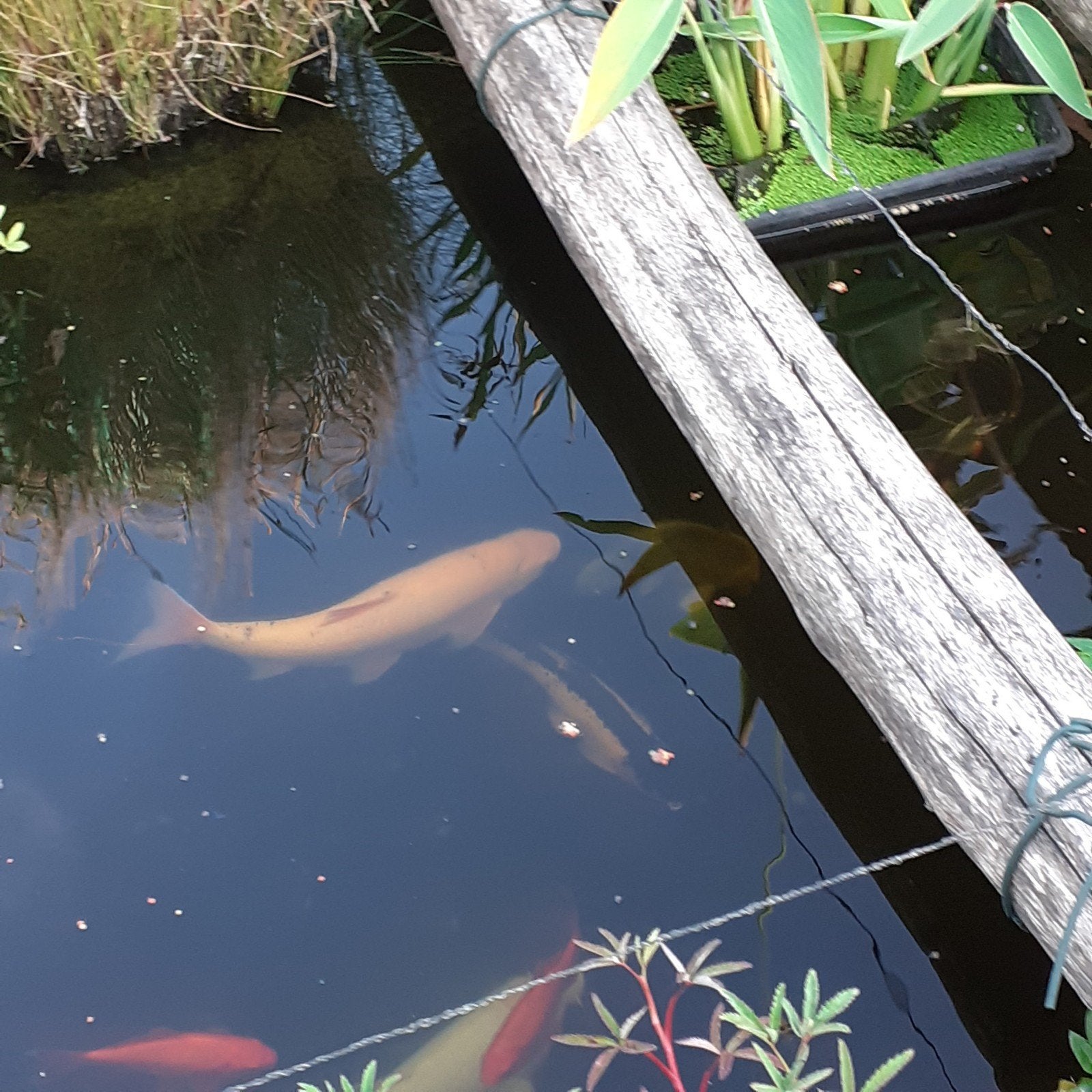 goudwinde, Dieren en Toebehoren, Vissen | Vijvervissen