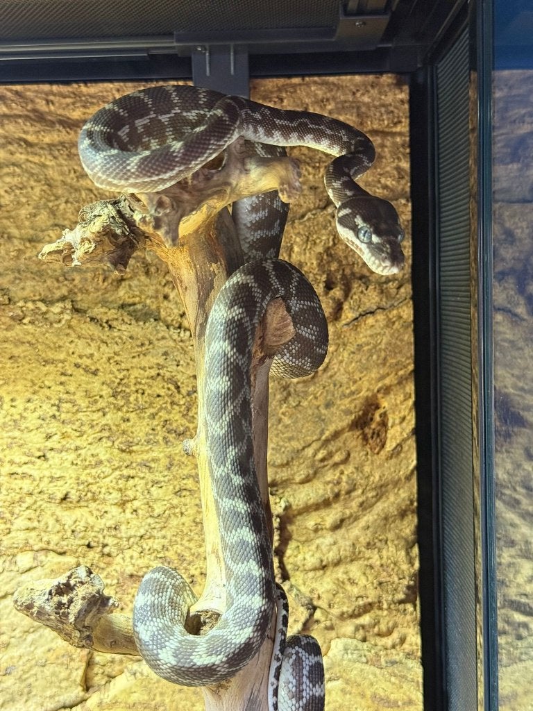 1.0 Morelia carinata / Rough scaled Python, Slang, Met terrarium, 3 tot 6 jaar