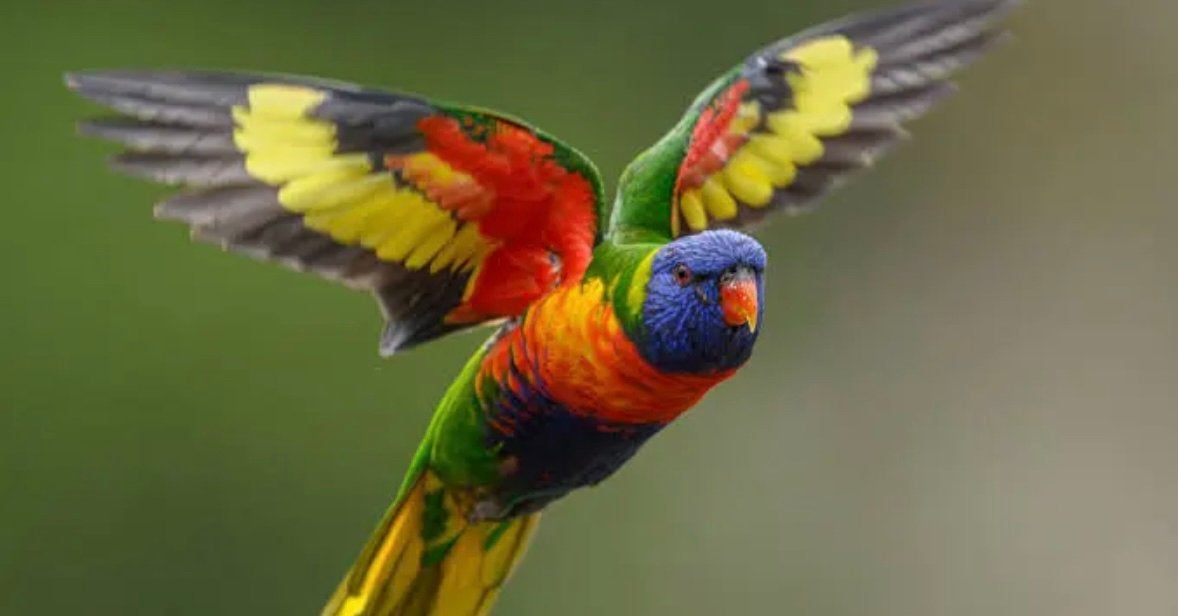 2 jongen Lori van blauwbergen, Tropenvogel