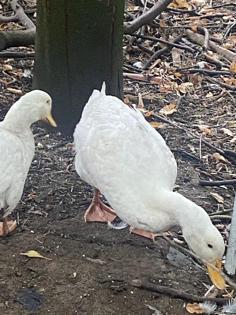 Koppel Pekingeenden (regio Staden), Dieren en Toebehoren, Pluimvee, Meerdere dieren, Eend