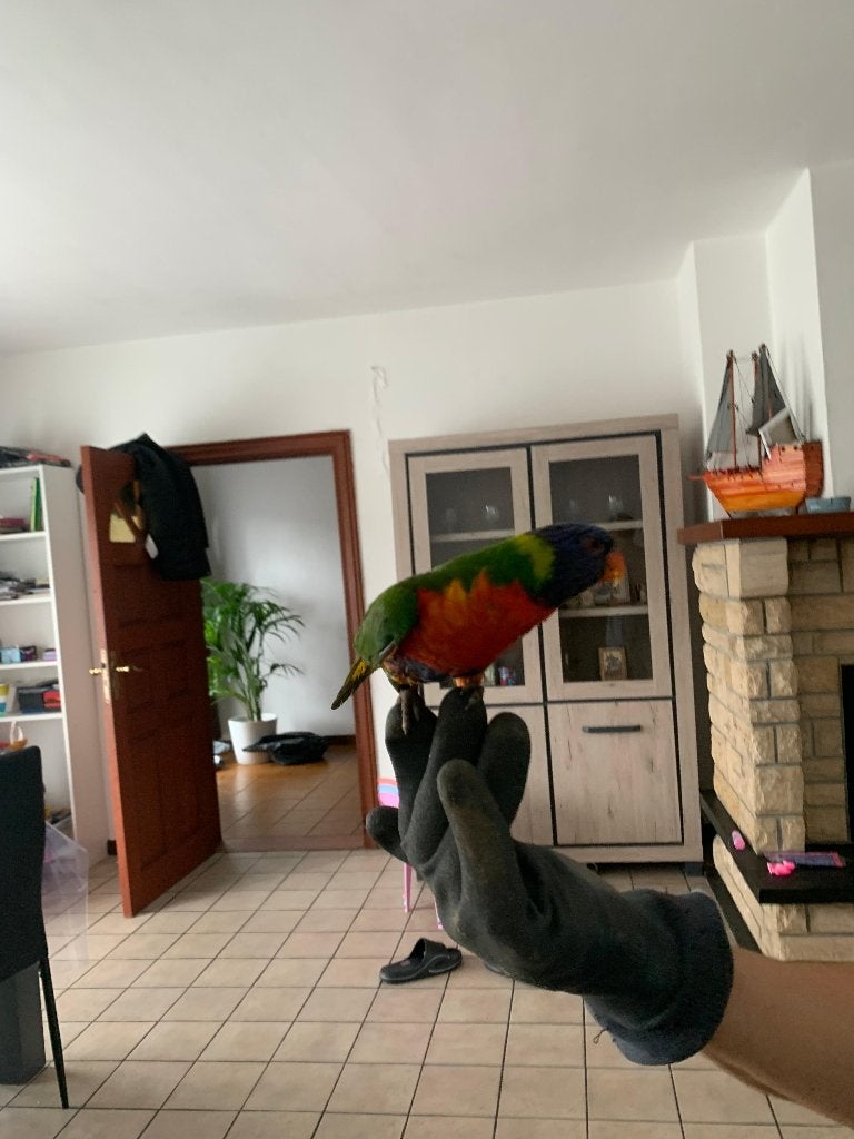 Lori van blauwe bergen 175 euro per stuk, Plusieurs animaux, Perroquet