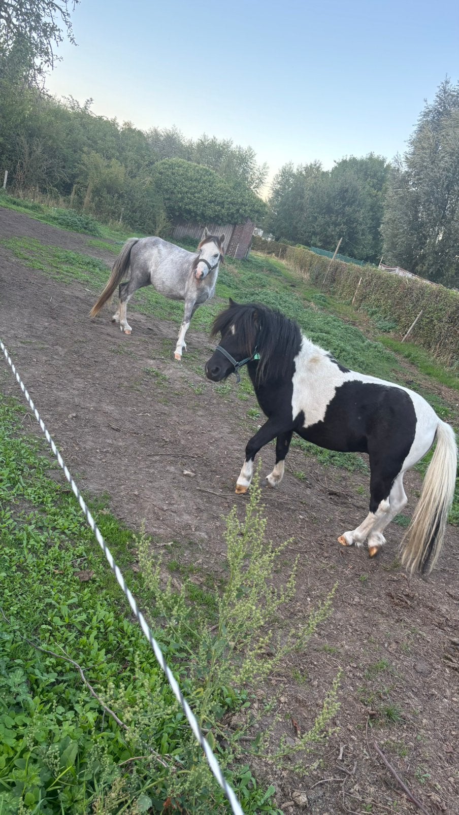 2 leuke pony’s zoeken nieuwe thuis, Animaux & Accessoires, Plusieurs animaux, Non dressé, Avec puce électronique