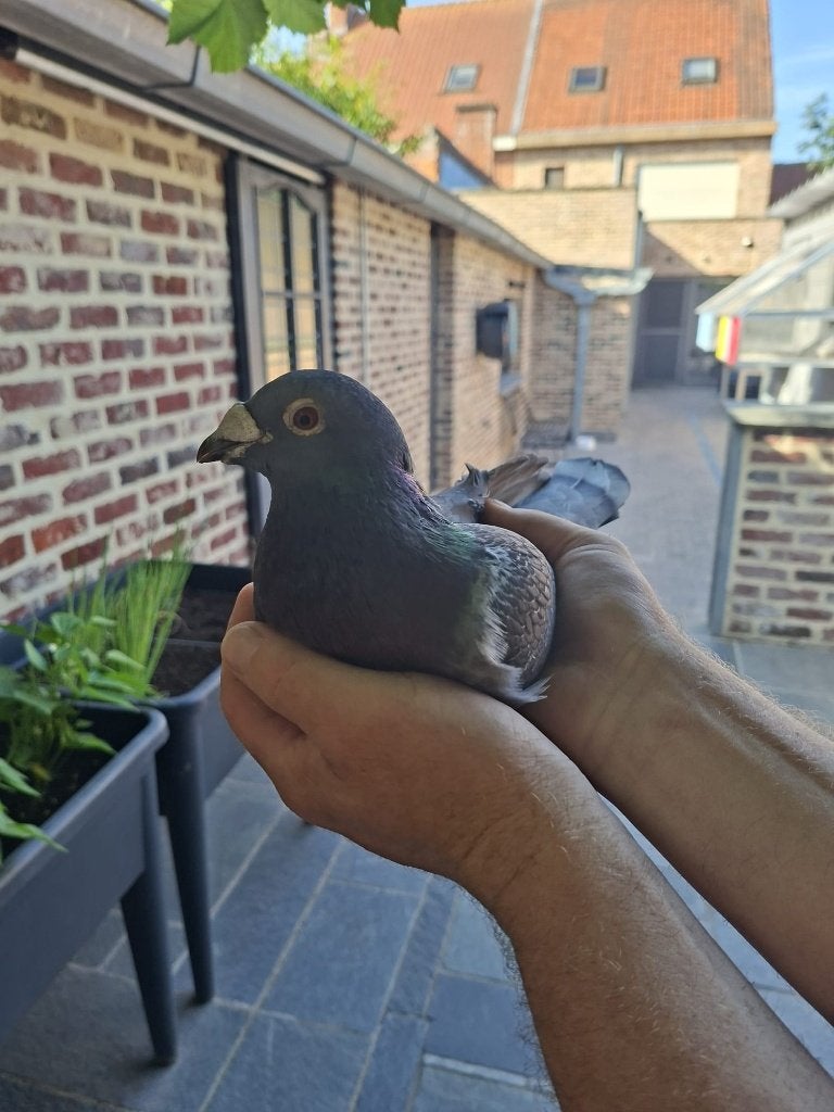 koppel postduiven, Dieren en Toebehoren, Meerdere dieren, Postduif
