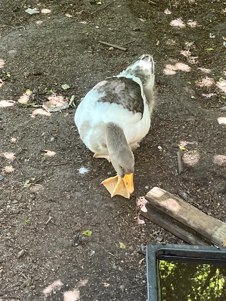 Gans, Dieren en Toebehoren, Pluimvee, Geslacht onbekend, Gans of Zwaan