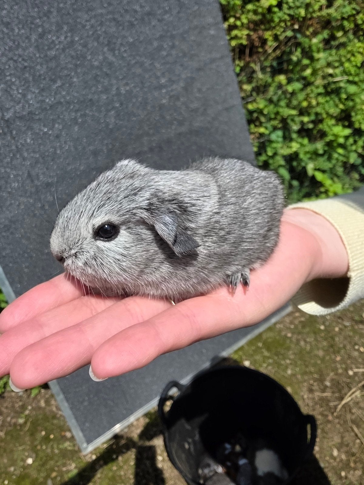 Beertjes cavia's, Juni, Cavia