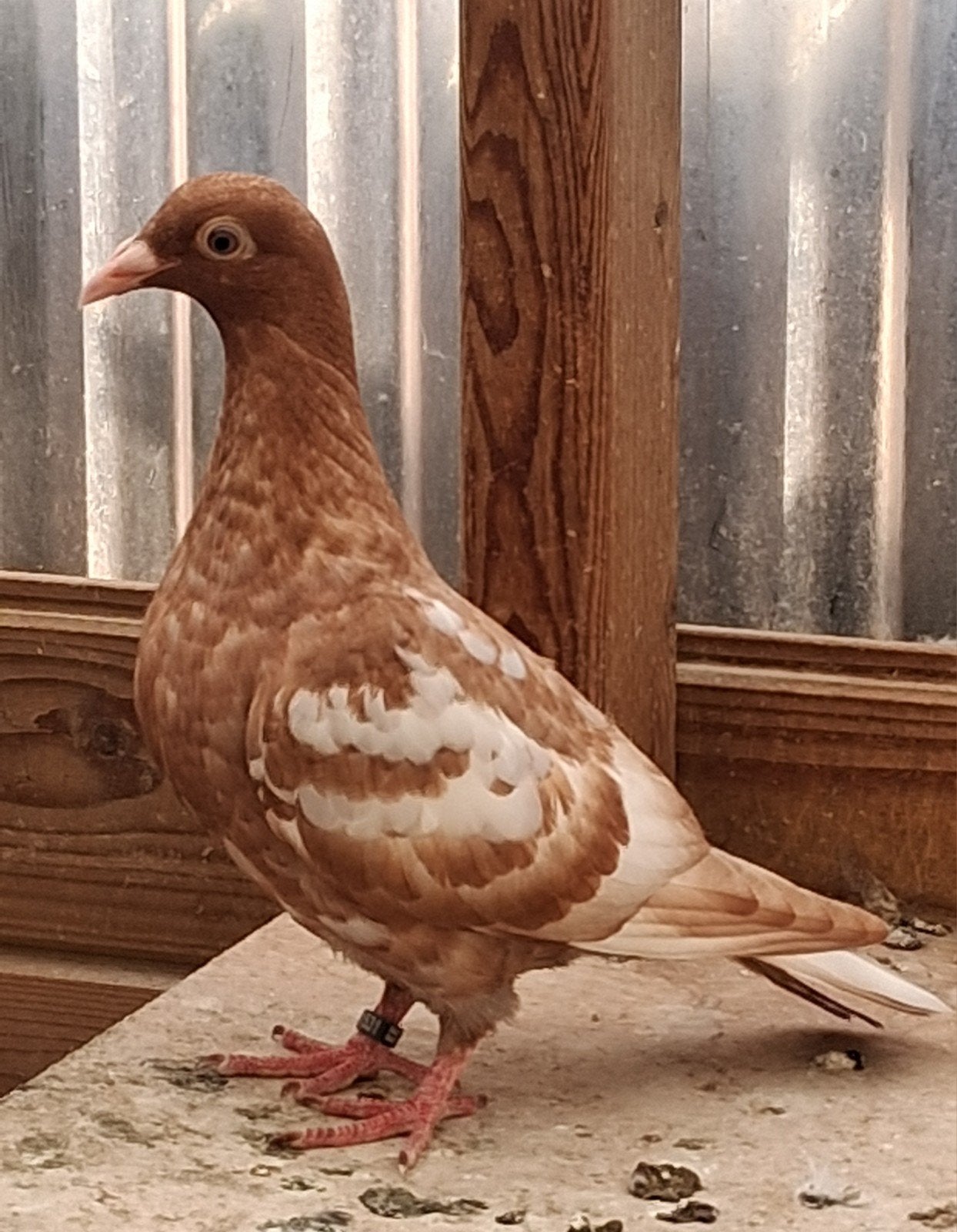 kleurpostduif, Dieren en Toebehoren