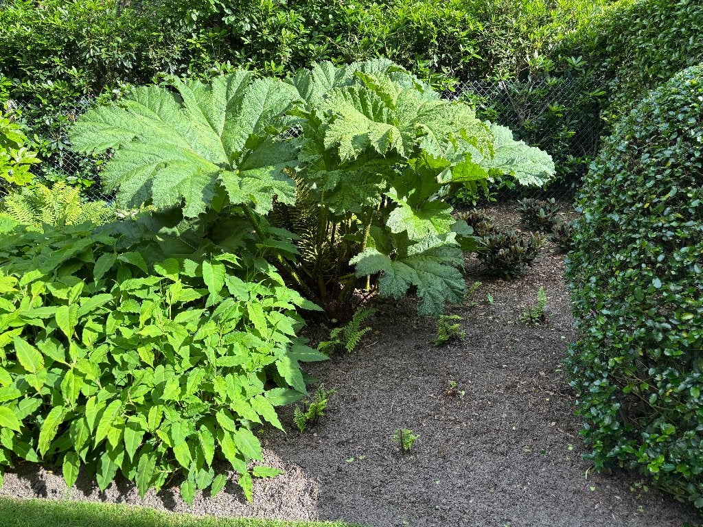 Gunnera manicata, Ophalen