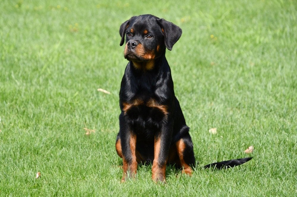 Chiots Rottweiler à vendre, 15 semaines à 1 an, Étranger, Hépatite contagieuse (maladie de Rubarth), Plusieurs animaux