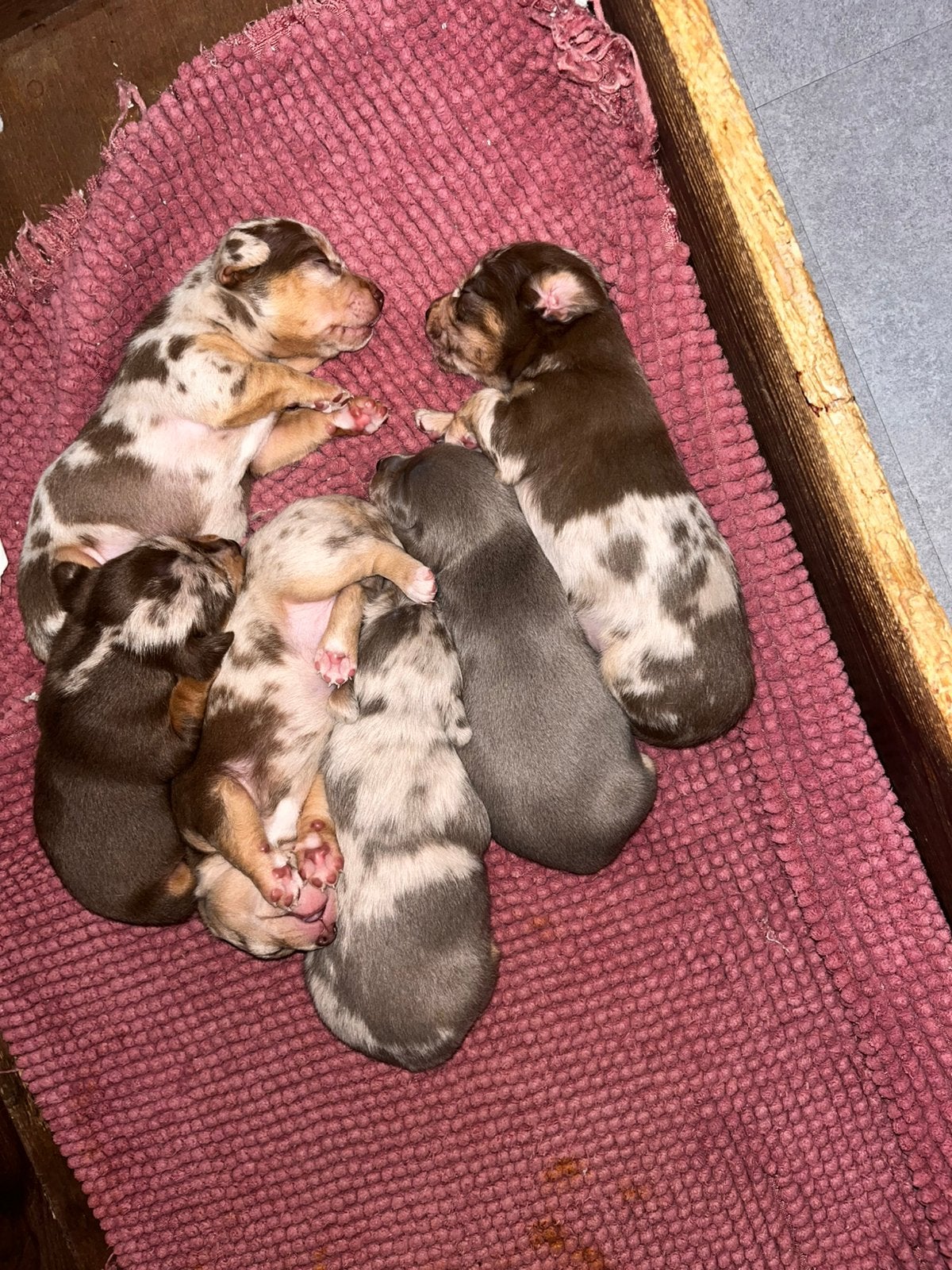Jack russel puppy choco merle, Dieren en Toebehoren, België, Fokker | Hobbymatig, Jack Russell Terriër, 8 tot 15 weken