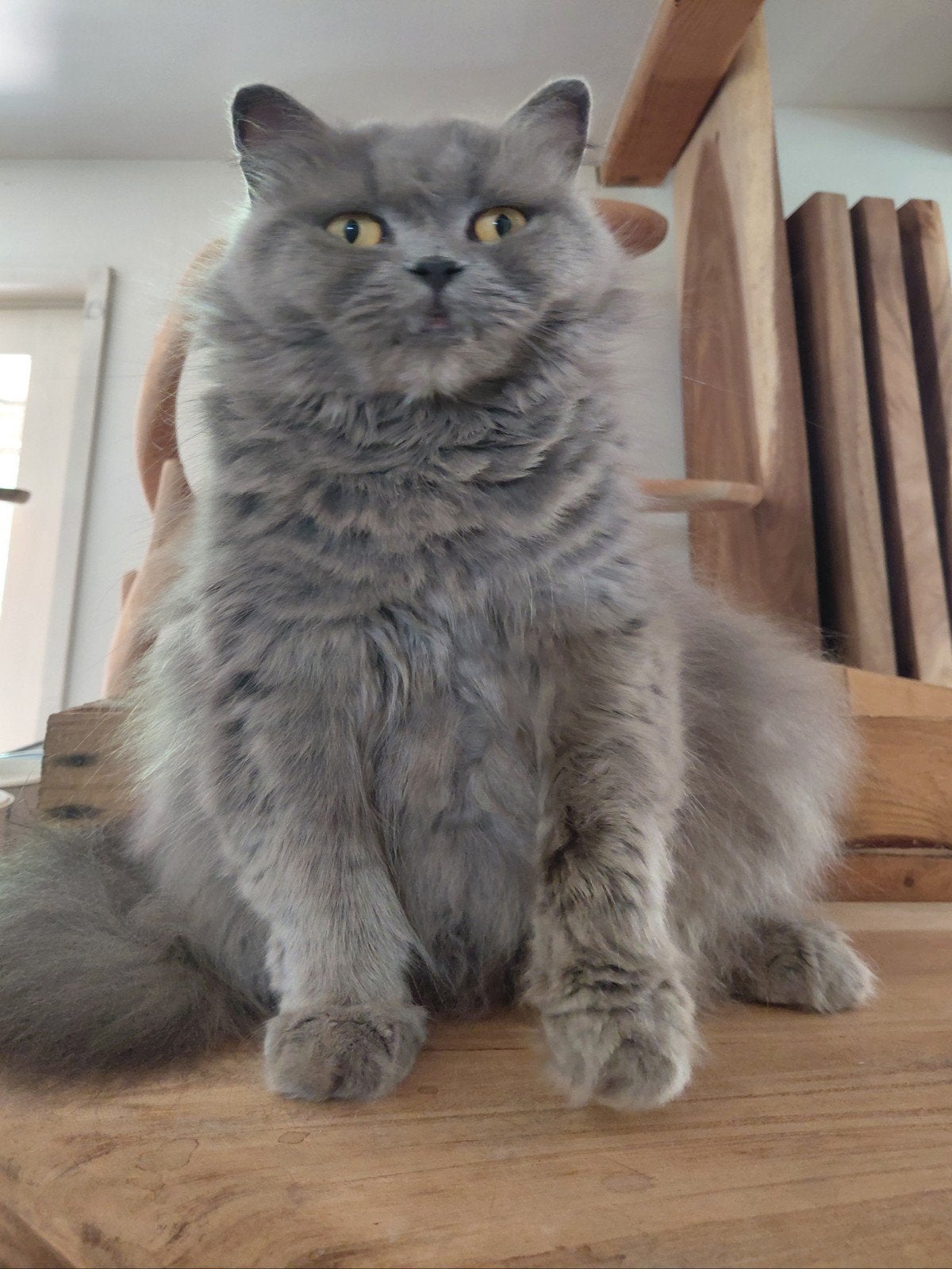 Brits Langhaar met stamboom in de kleur blauw, Poes, Met stamboom