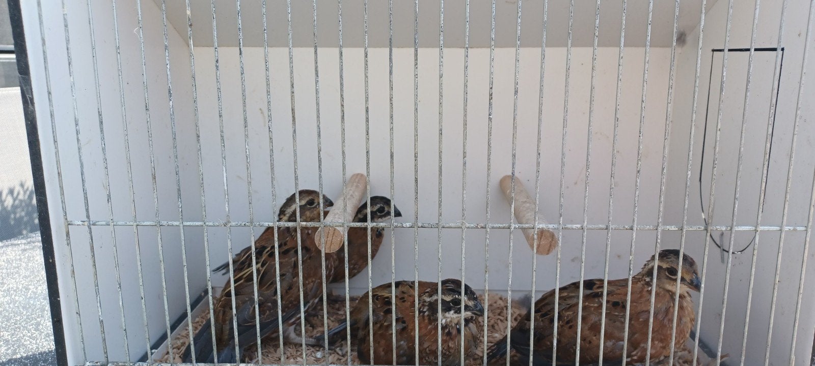 koppels boomkwartel