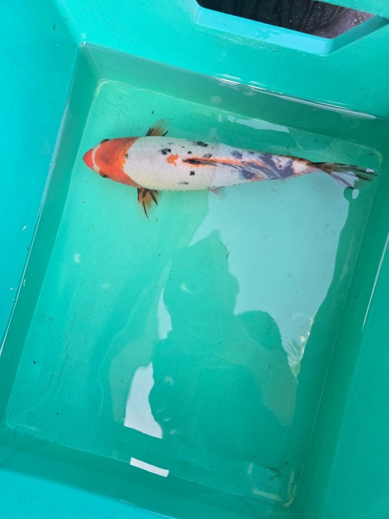 Koi sanke 28cm, Dieren en Toebehoren, Karper of Koi