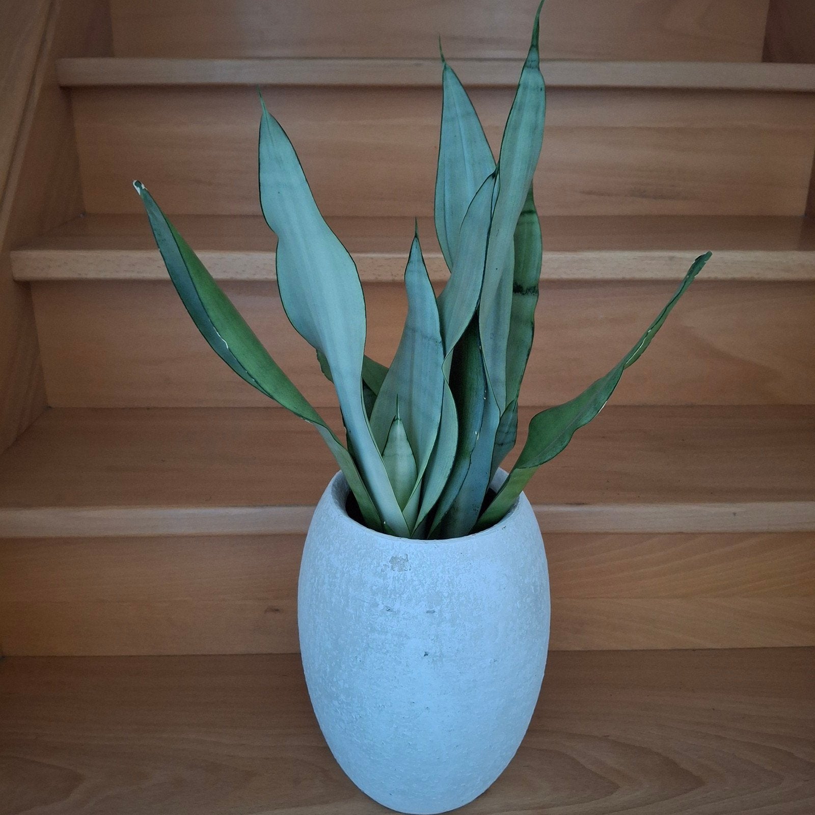 sanseveria soorten, Huis en Inrichting, Ophalen
