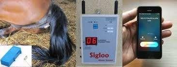 Sigloo foaling alarm te huur, Jument