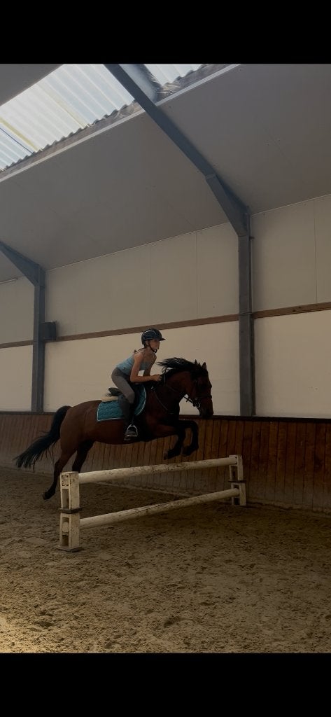 Halve stal gezocht westerlo, Animaux & Accessoires, Chevaux