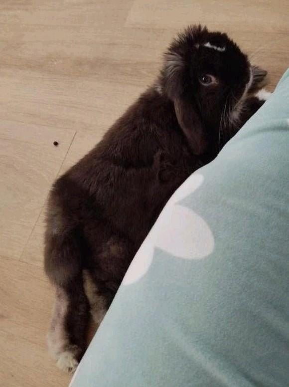 Lapin 5 mois, Animaux & Accessoires, Décembre, Mâle, Domestique, Autres types