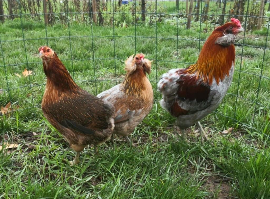Œufs de poule ARAUCANA doré saumoné, Animaux & Accessoires, Volatiles, Poule ou poulet