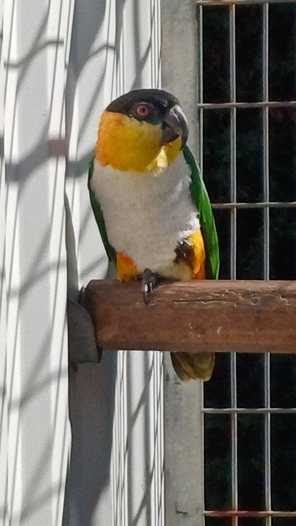 Te koop kweekkoppels en losse papagaaien en parkieten, Plusieurs animaux, Perroquet