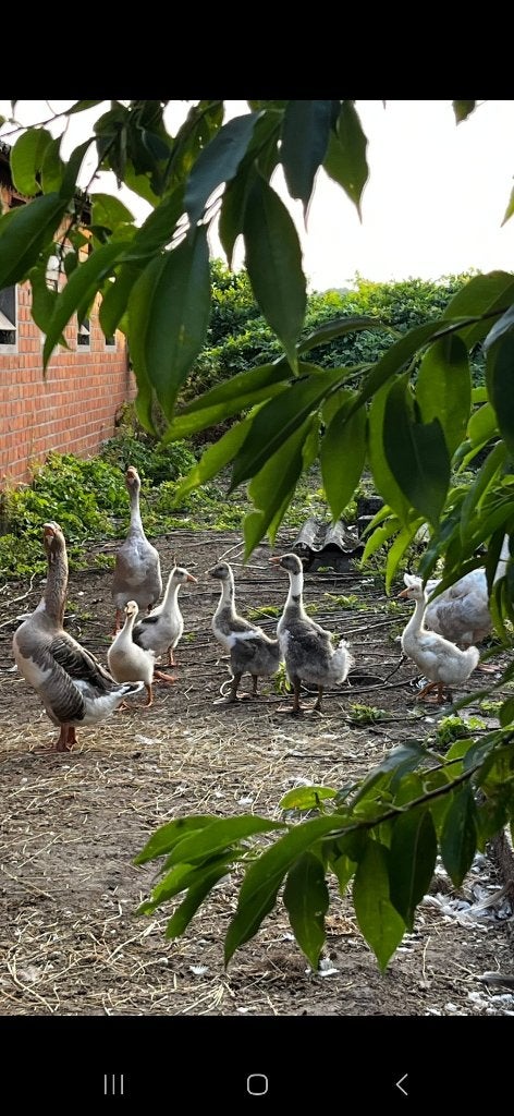 7 Ganzen kuikens