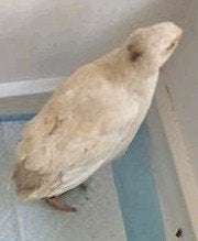 2 japanse Celadon kwartel haantjes, Dieren en Toebehoren