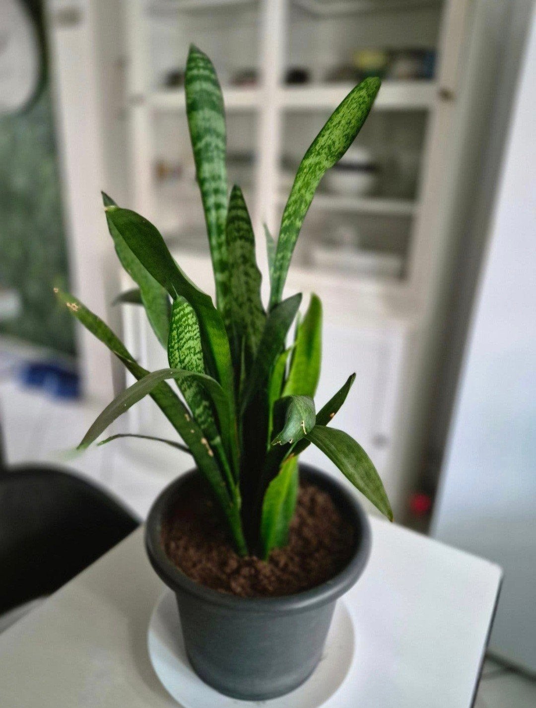 set planten te koop, Ophalen