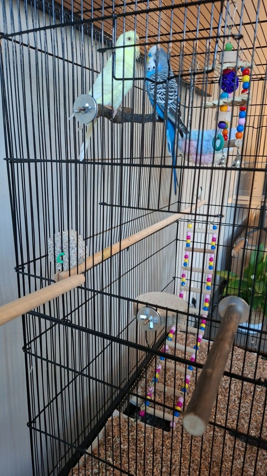 Koppeltje grasparkieten met kooi en extra speeltjes, Enlèvement