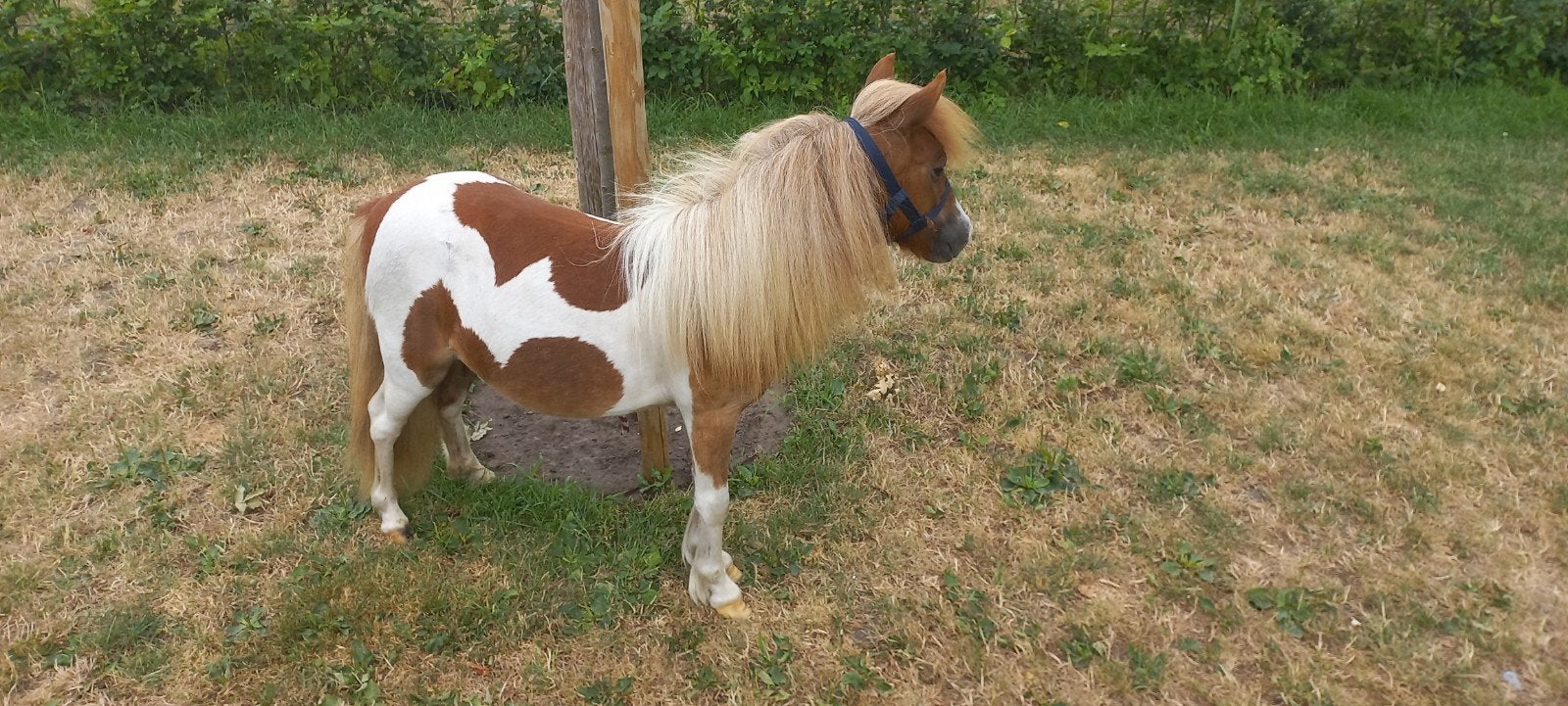 3 MOOIE MERRIE'S, Dieren en Toebehoren, Pony's, Merrie