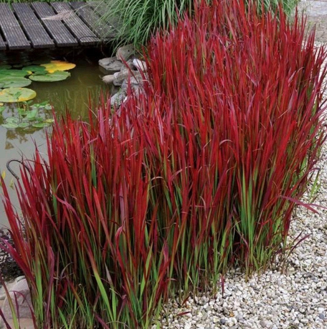 Imperata cylindrica Red baron, Tuin en Terras, Ophalen, Zomer, Volle zon