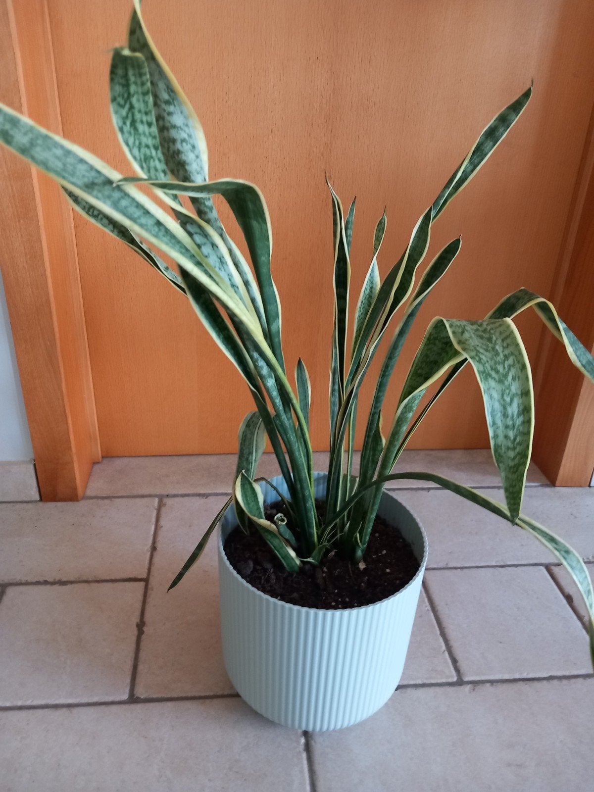 grote sanseveria, Ophalen