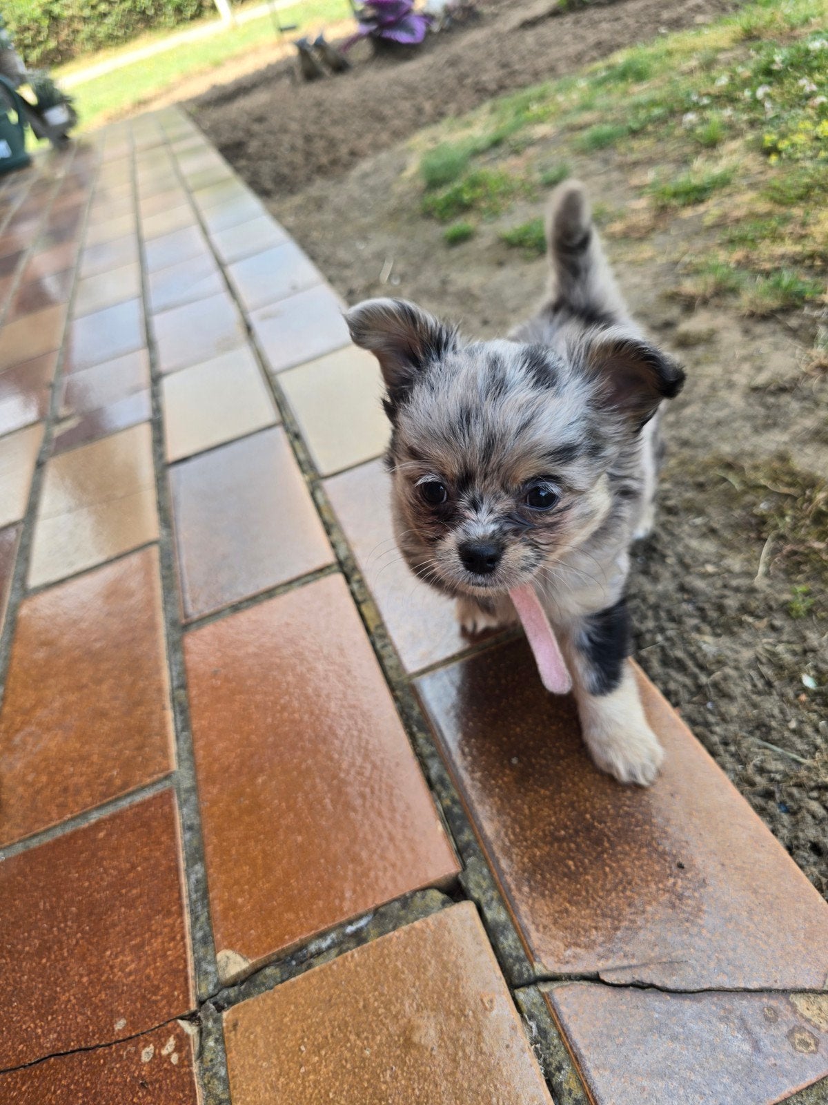 Bleu &Tan merle langhaar chihuahua teefje, Chienne, Belgique, Plusieurs, Chihuahua