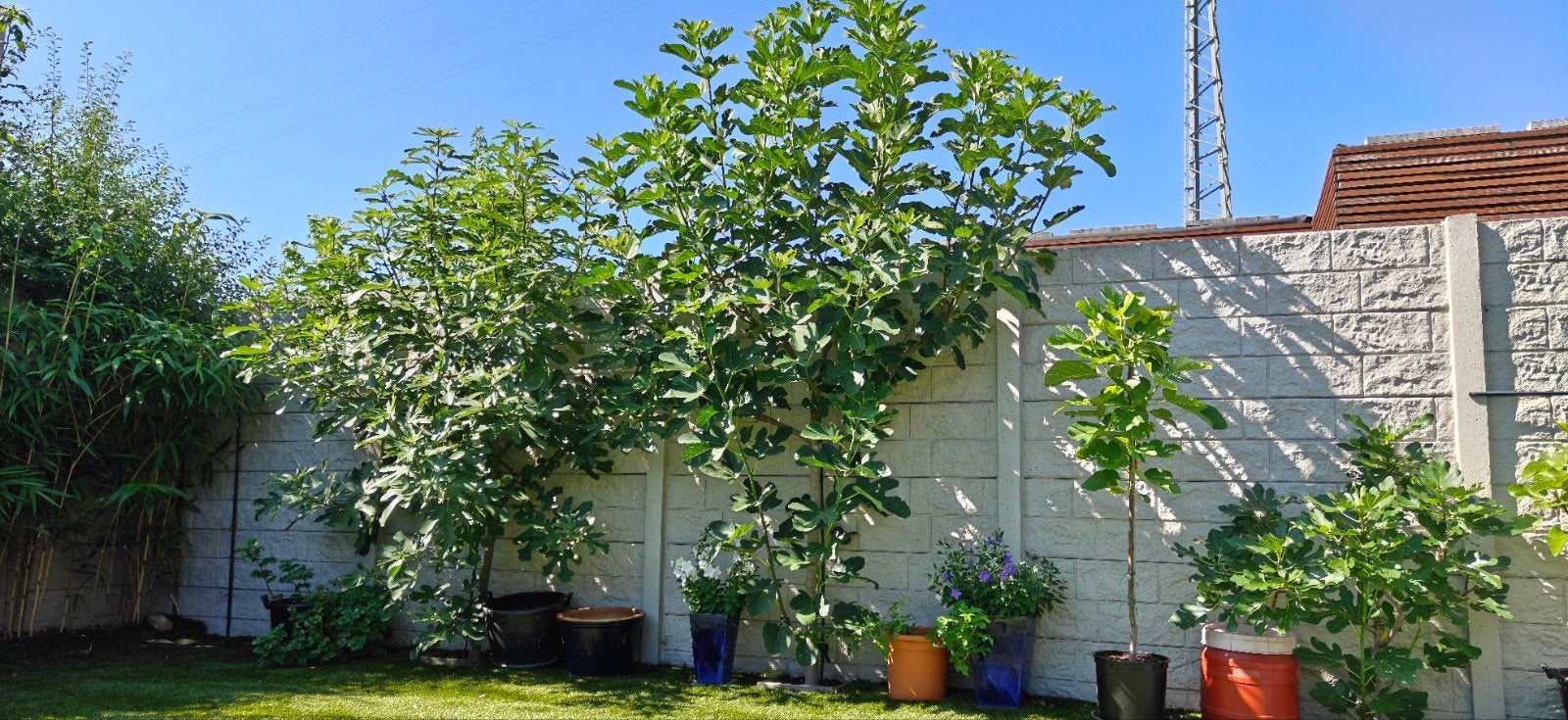 vijgenbomen, Tuin en Terras, Ophalen
