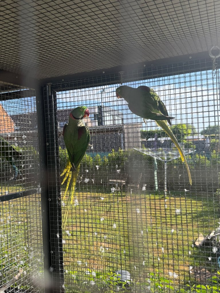 Alexanderparkieten koppel, Plusieurs animaux, Perruche, Bagué