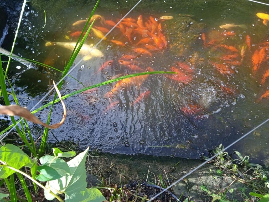 Koi et poissons rouges à vendre, Animaux & Accessoires, Poissons | Poissons d'étang, Poisson(s) rouge(s)