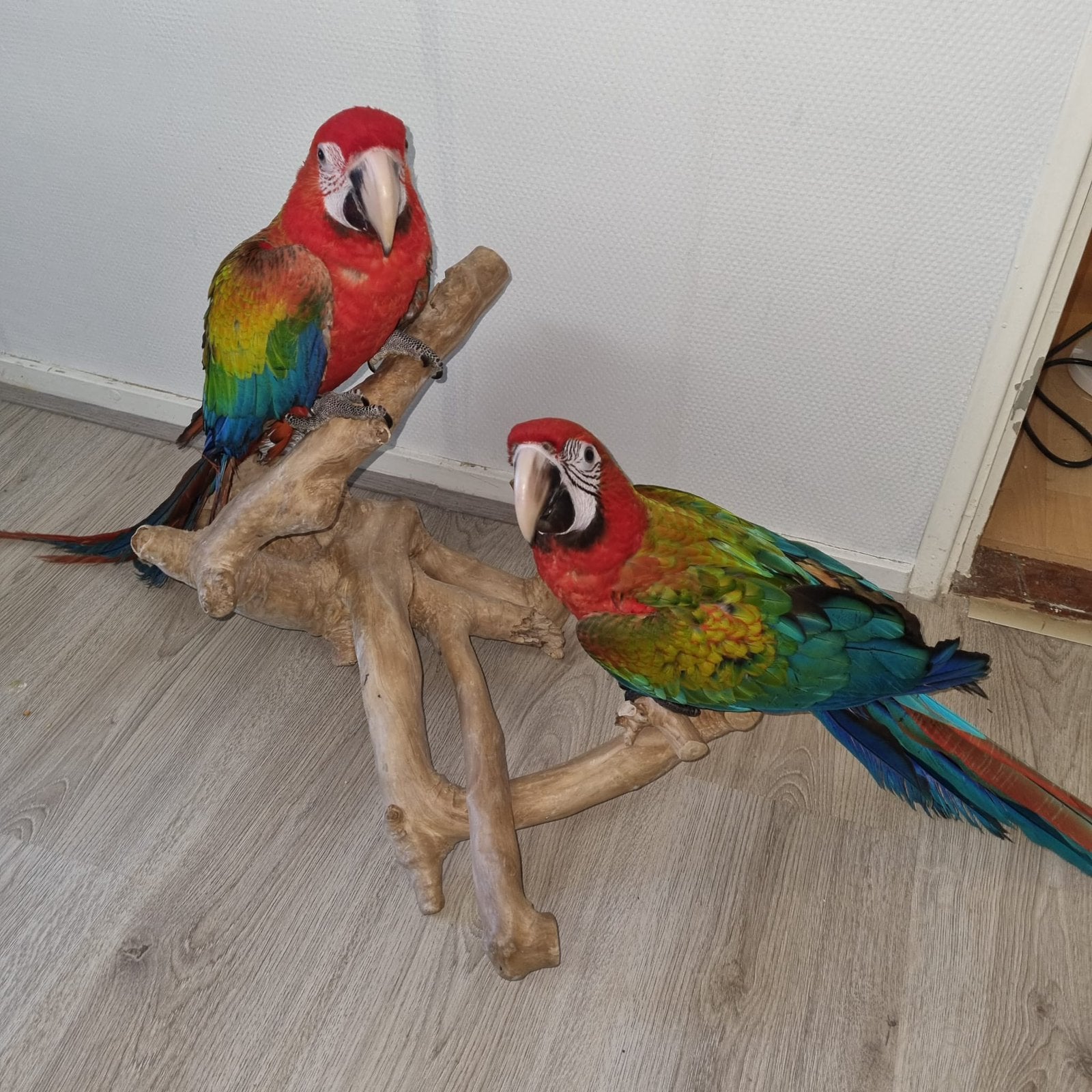 Ara tropicana, Vrouwelijk, Papegaai, Tam