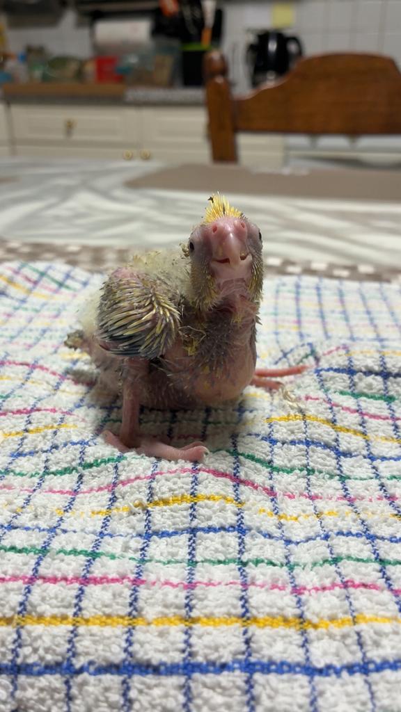Valkepakieten, Dieren en Toebehoren