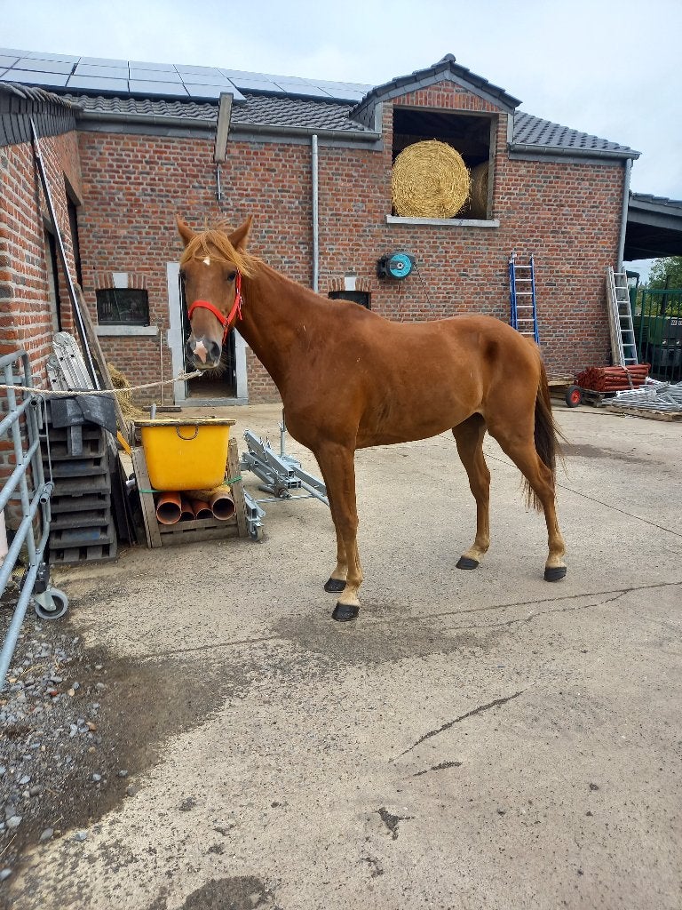 Hongre alezan, Débourré, 160 à 165 cm, Cheval de récréation, 3 à 6 ans