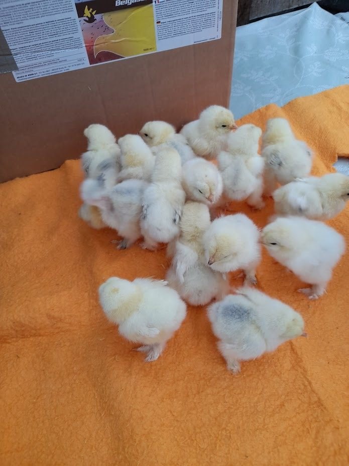 kuikens van brahma columbia wit/zwart, Dieren en Toebehoren, Pluimvee, Kip, Geslacht onbekend