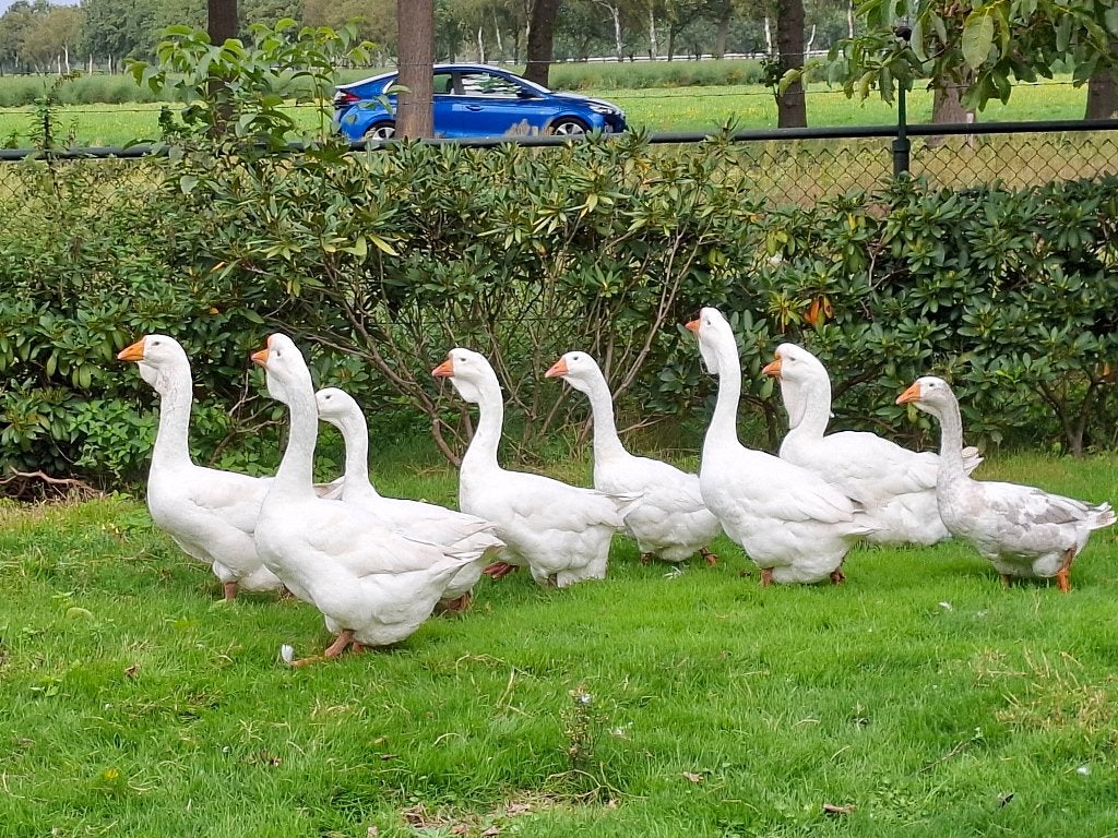 Cholmogory ganzen, Dieren en Toebehoren, Meerdere dieren, Gans of Zwaan