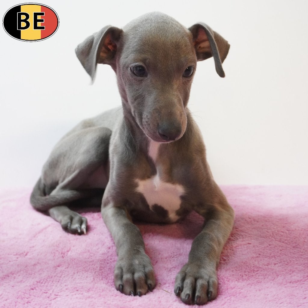 Italiaanse Windhond (Blauw) Belgische pups te koop, België, CDV (hondenziekte), 8 tot 15 weken, Meerdere