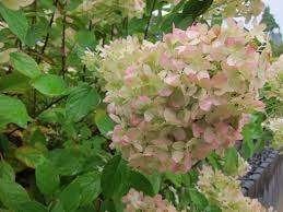 Hydrangea Grandiflora aan opruimprijs, Tuin en Terras, Ophalen, Halfschaduw