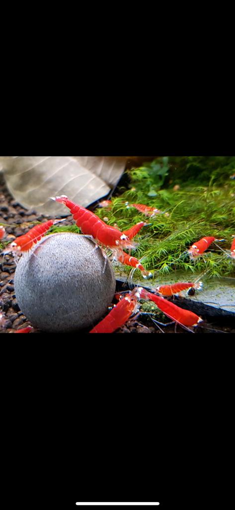 Red Santa garnalen fel rood met wit gezichtje. Caridina, Dieren en Toebehoren