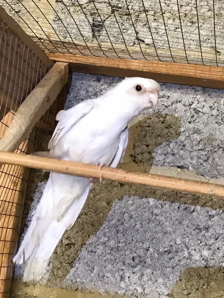 Witte rosella, Dieren en Toebehoren, Vogels | Parkieten en Papegaaien