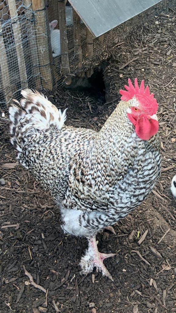 Mechelse koekoek haan, Dieren en Toebehoren