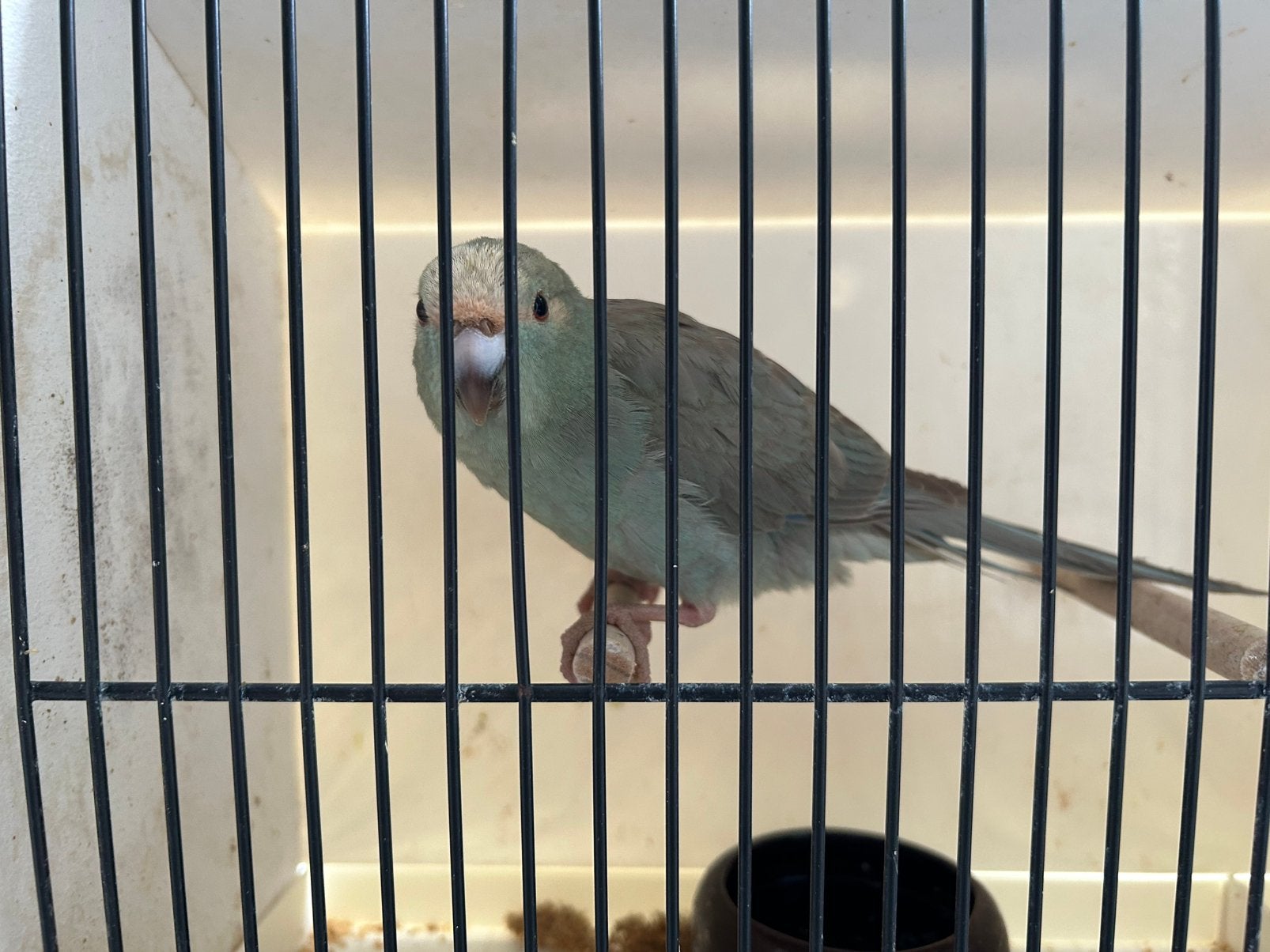 Rvh kakariki’s, cinnamon blauw, Dieren en Toebehoren, Vogels | Overige Vogels, Meerdere dieren, Geringd